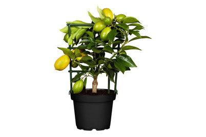 Image of Limequat(Citrus x floridana), Topfgrösse Ø21cm bei JUMBO