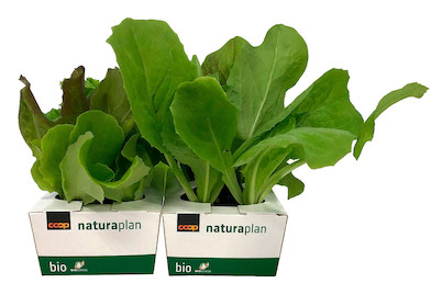 Image of Naturaplan Herbst-Salat-Set 6er bei JUMBO