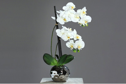 Image of Phalaenopsis in silbernen Keramiktopf bei JUMBO