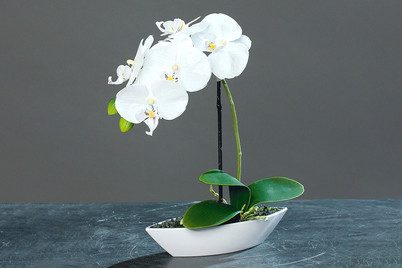 Image of Orchideenarrangement, in Kunststoffschale