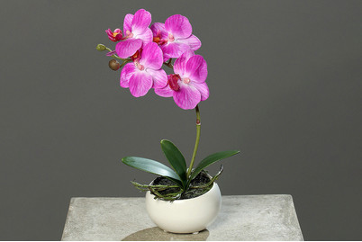 Image of Phalaenopsis in runder Keramikschale bei JUMBO