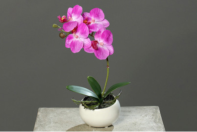 Image of Phalaenopsis in runder Keramikschale