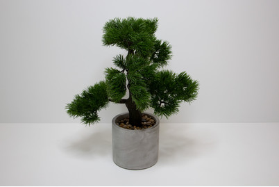 Image of Bonsai im Zement bei JUMBO