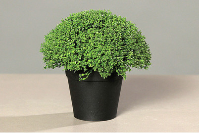 Image of Bubikopf klein in Kunststofftopf bei JUMBO