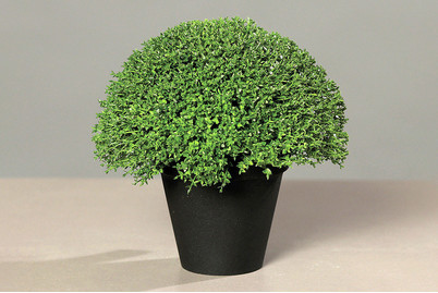 Image of Bubikopf gross in Kunststofftopf bei JUMBO