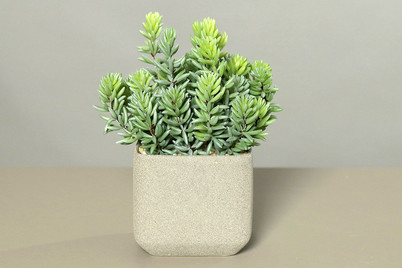 Image of Sukkulenten Arrangement in grauen Keramiktopf bei JUMBO