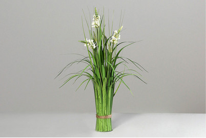 Image of Stehgras mit Fruchstand bei JUMBO