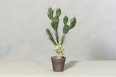Image of Kaktus mit Nadeln im Kunststofftopf