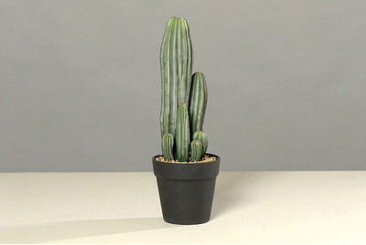 Image of Kaktus im Kunststofftopf