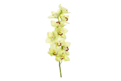 Image of Cymbidium bei JUMBO