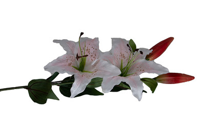 Image of Lilium bei JUMBO