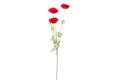 Image of Papaver bei JUMBO
