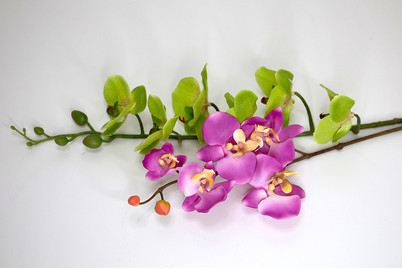 Image of Phalaenopsis bei JUMBO