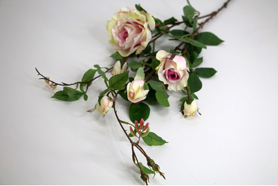 Image of Rose verzweigt, assortiert bei JUMBO