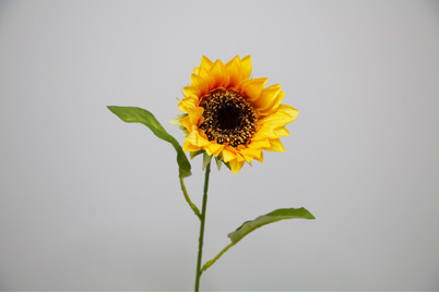Image of Sonnenblume bei JUMBO