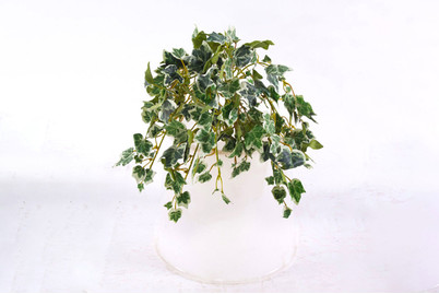 Image of Hedera im Topf bei JUMBO