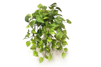 Image of Pothos-Busch im Topf bei JUMBO