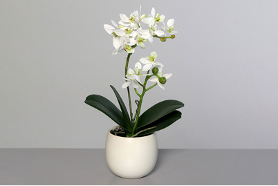 Image of Orchidee im kleinrundem Keramiktopf bei JUMBO