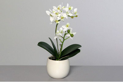 Image of Orchidee im kleinrundem Keramiktopf