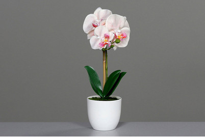Image of Orchidee in weissem Kunststofftopf klein