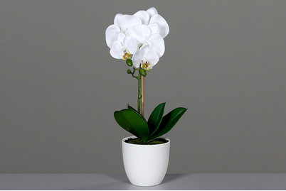 Image of Orchidee in weissem Kunststofftopf gross bei JUMBO