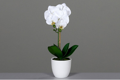 Image of Orchidee in weissem Kunststofftopf gross