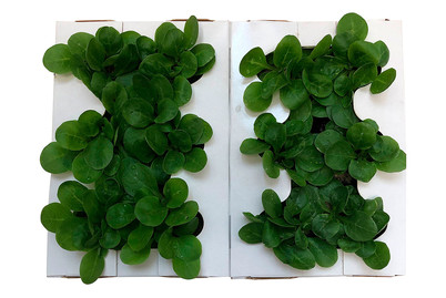 Image of Naturaplan Nüssler-Salat-Set 6er bei JUMBO