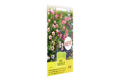 Image of Select Grossblumiger Lein Charmer Mischung bei JUMBO