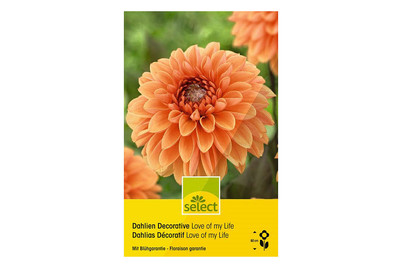 Image of select Dahlien Love of my Life bei JUMBO