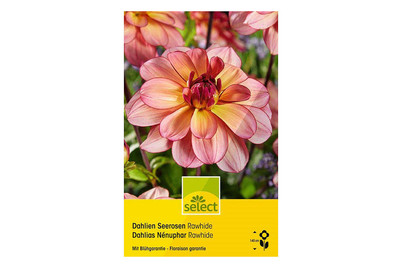 Image of select Dahlien Rawhide bei JUMBO