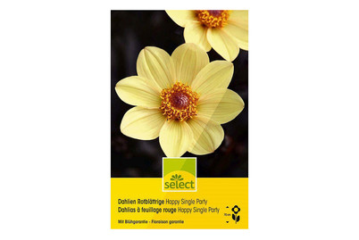 Image of select Dahlien Happy Single Party bei JUMBO
