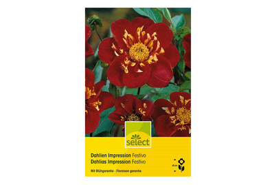 Image of select Dahlien Festivo bei JUMBO