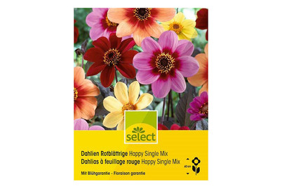 Image of select Dahlien Happy Single Mix bei JUMBO