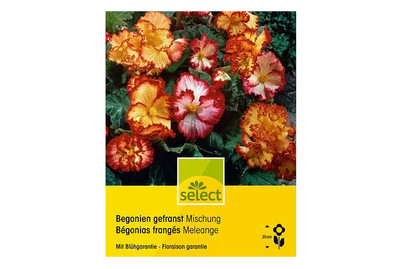 Image of Select Begonien Mix bei JUMBO