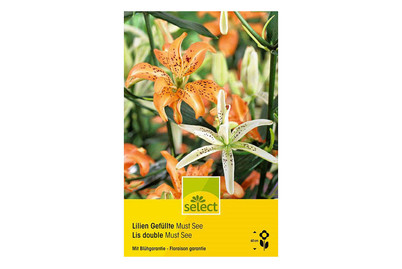 Image of select Trompetenlilien Must see bei JUMBO