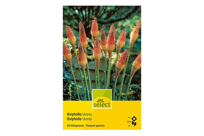 Image of select Kniphofia Uvaria bei JUMBO