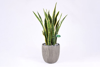 Image of Premium Hydro Sansevieria UT Ø30cm bei JUMBO