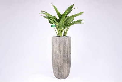 Image of Premium Hydro Aglaonema UT Ø30cm bei JUMBO