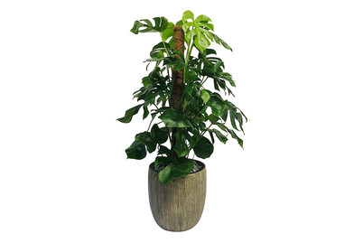 Image of Premium Hydro Monstera UT Ø40cm bei JUMBO