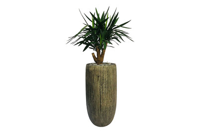 Image of Premium Hydro Yucca UT Ø40cm bei JUMBO