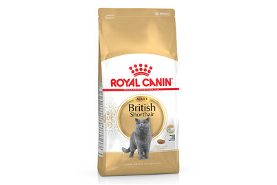 Image of Royal Canin British Shorthair Katzenfutter trocken für Britisch Kurzhaar.