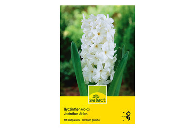 Image of Select Blumenzwiebel Hyazinthen Aiolos bei JUMBO