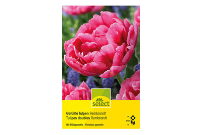 Image of Select Blumenzwiebel gefüllte Tulpen Rembrant