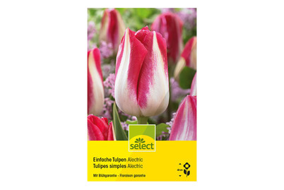 Image of Select Blumenzwiebel Tulpen Alectric