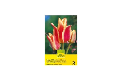 Image of Select Blumenzwiebel Tulpen Premul Quebec bei JUMBO