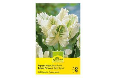 Image of Select Blumenzwiebel Papageitulpen Super Parrot bei JUMBO