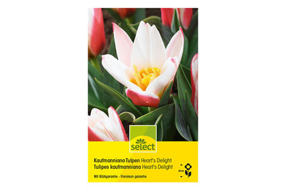 Image of Select Blumenzwiebel Tulpen Heart Delight bei JUMBO