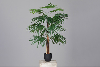 Image of Künstl. Fächer Palme im KST-Topf schwarz bei JUMBO