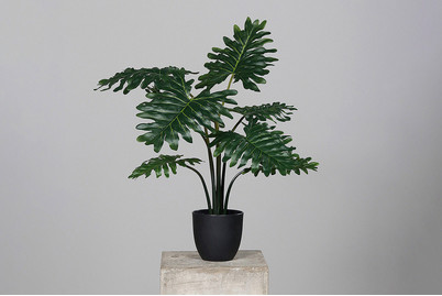 Image of Künstl. Philodendron im KST-Topf schwarz bei JUMBO