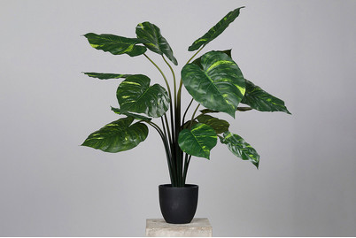 Image of Künstl. Diffenbachia im KST-Topf schwarz bei JUMBO